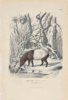 Tapiro Maiba - Litografia originale di Paul Gervais - 1854