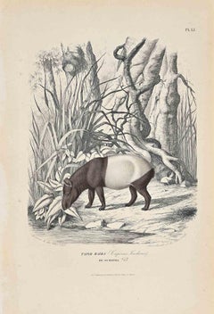 Tapir Maiba – Originallithographie von Paul Gervais – 1854