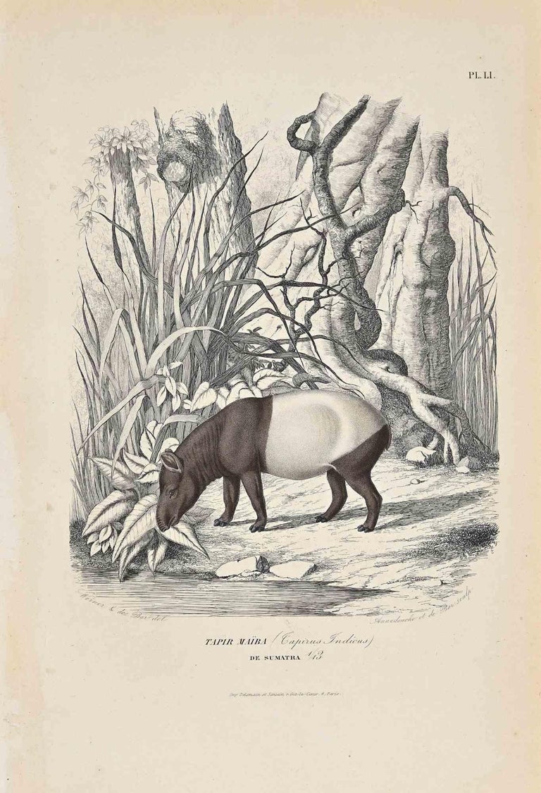 Paul Gervais - Tapir Maiba - Original Lithograph by Paul Gervais - 1854 For  Sale at 1stDibs