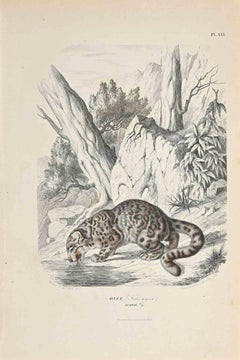The Asian Leopard - Original Lithograph by Paul Gervais - 1854
