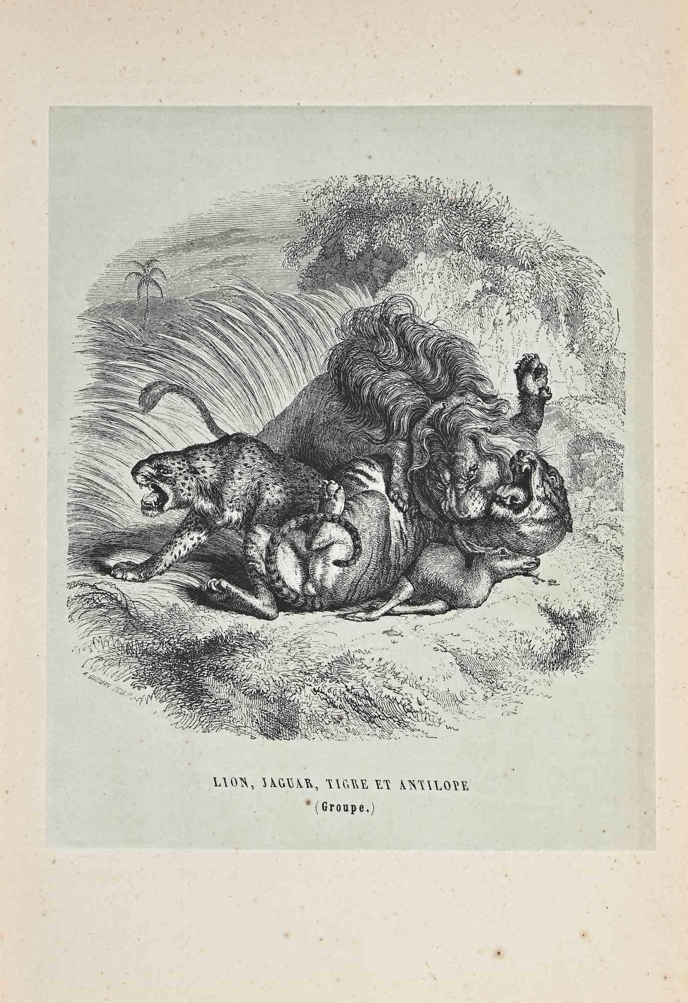 Le Lion, le Jaguar, le Tigre est une lithographie originale sur papier couleur ivoire, réalisée par Paul Gervais (1816-1879). L'œuvre est tirée de la série "Les Trois Règnes de la Nature", et a été publiée en 1854.

Bonnes conditions avec de petites
