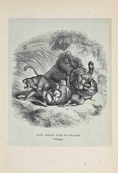 Le lion, Jaguar, Tigre - Lithographie originale de Paul Gervais - 1854
