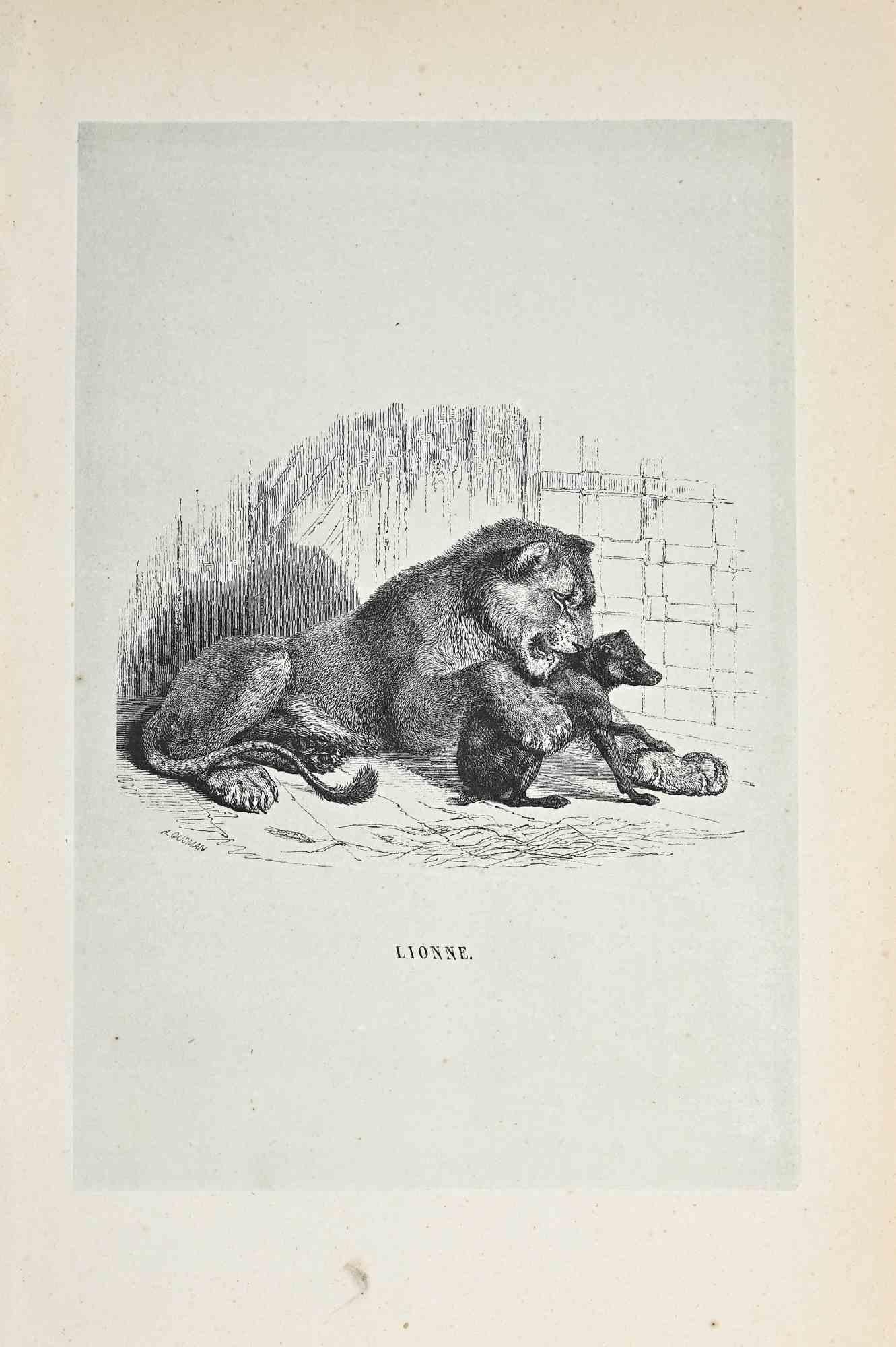 The Lion is an original lithograph on ivory-colored paper, realized by Paul Gervais (1816-1879). The artwork is from The Series of "Les Trois Règnes de la Nature", and was published in 1854.

Good conditions with minor foxing.

Titled on the