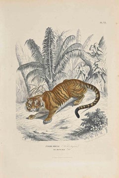 The Royal Tiger - Original Lithograph by Paul Gervais - 1854