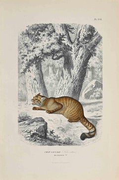 The Savage Cat of France - Original Lithograph by Paul Gervais - 1854