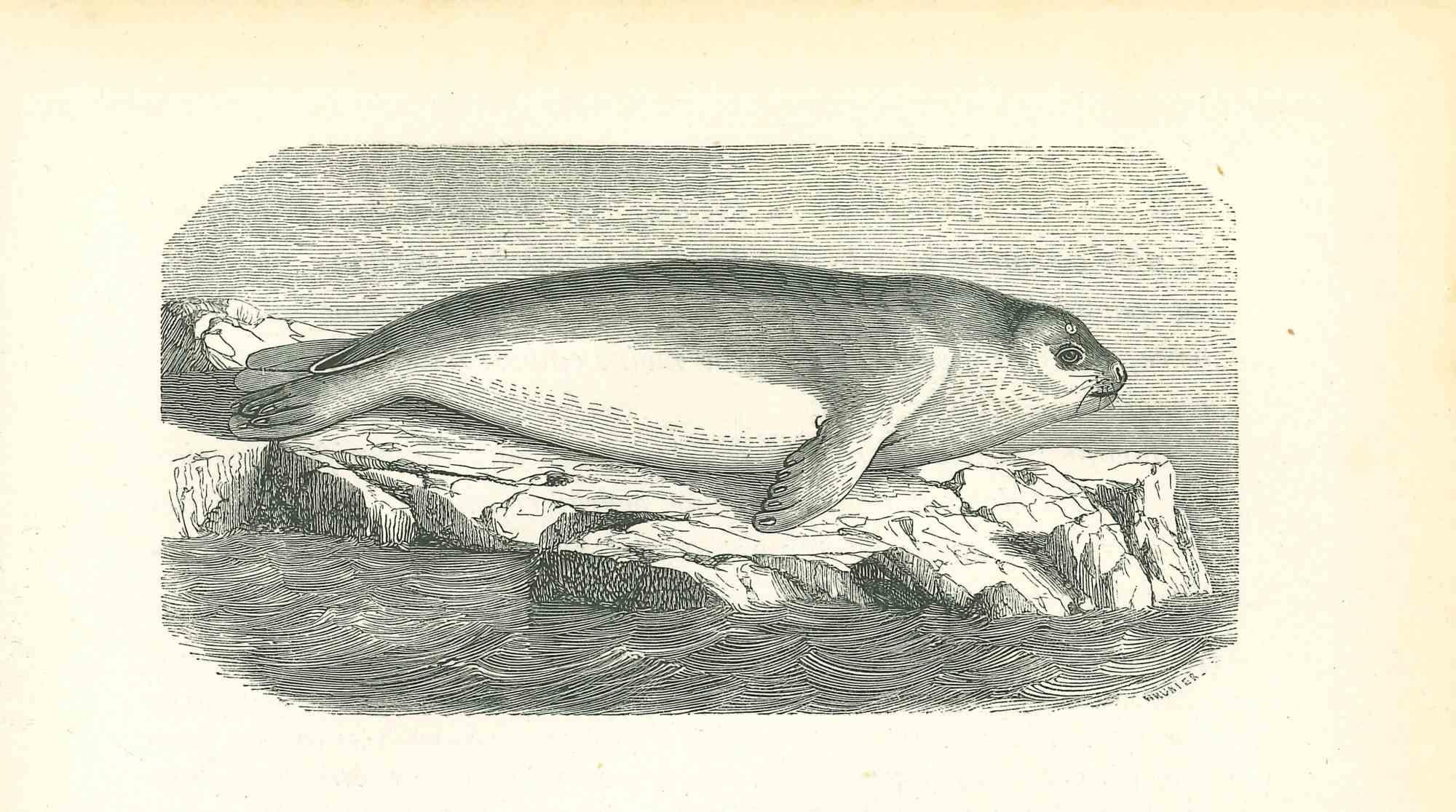 The Seal is an original lithograph on ivory-colored paper, realized by Paul Gervais (1816-1879). The artwork is from The Series of "Les Trois Règnes de la Nature", and was published in 1854.

Good conditions.

Titled on the lower. With the notes on