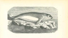 The Seal - Original Lithograph by Paul Gervais - 1854