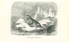 Antique The Seal - Original Lithograph by Paul Gervais - 1854