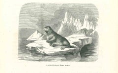 The Seal - Original Lithograph by Paul Gervais - 1854