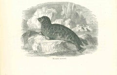 The Seal - Original Lithograph by Paul Gervais - 1854