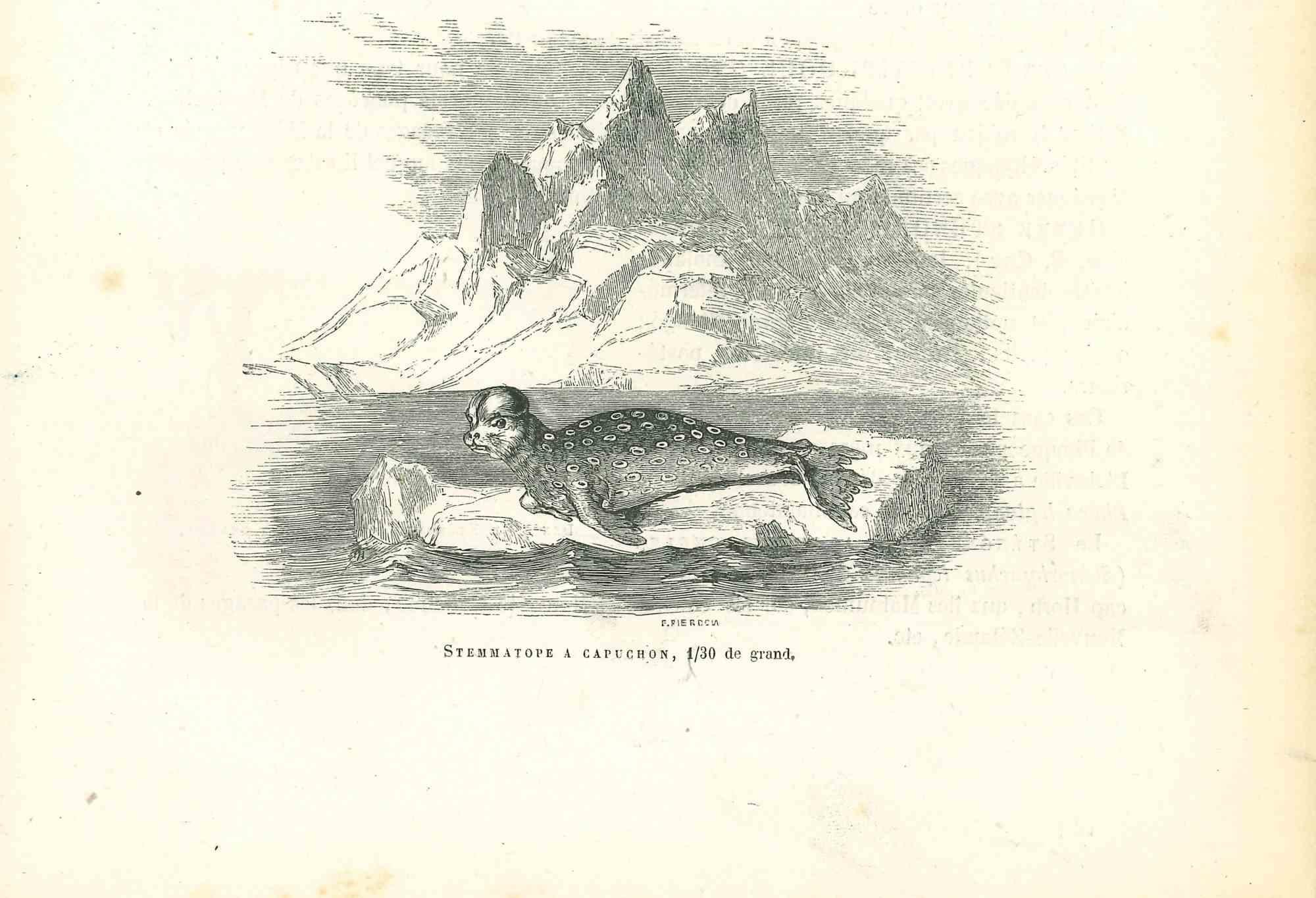 The Seal is an original lithograph on ivory-colored paper, realized by Paul Gervais (1816-1879). The artwork is from The Series of "Les Trois Règnes de la Nature", and was published in 1854.

Good conditions.

Titled on the lower. With the notes on