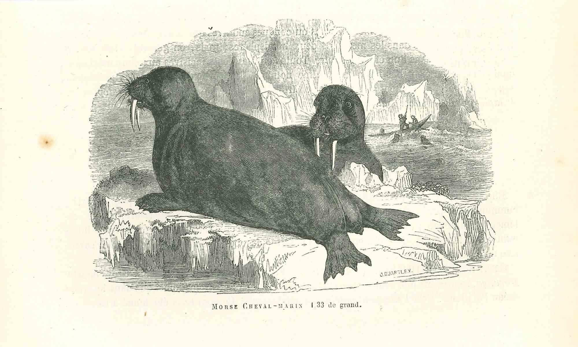 The Seals is an original lithograph on ivory-colored paper, realized by Paul Gervais (1816-1879). The artwork is from The Series of "Les Trois Règnes de la Nature", and was published in 1854.

Good conditions with minor stain.

Titled on the lower.