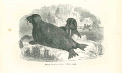 The Seals - Original Lithograph by Paul Gervais - 1854