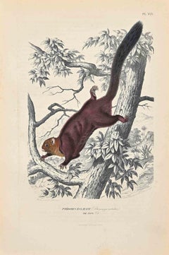 The Squirrel - Original Lithograph by Paul Gervais - 1854