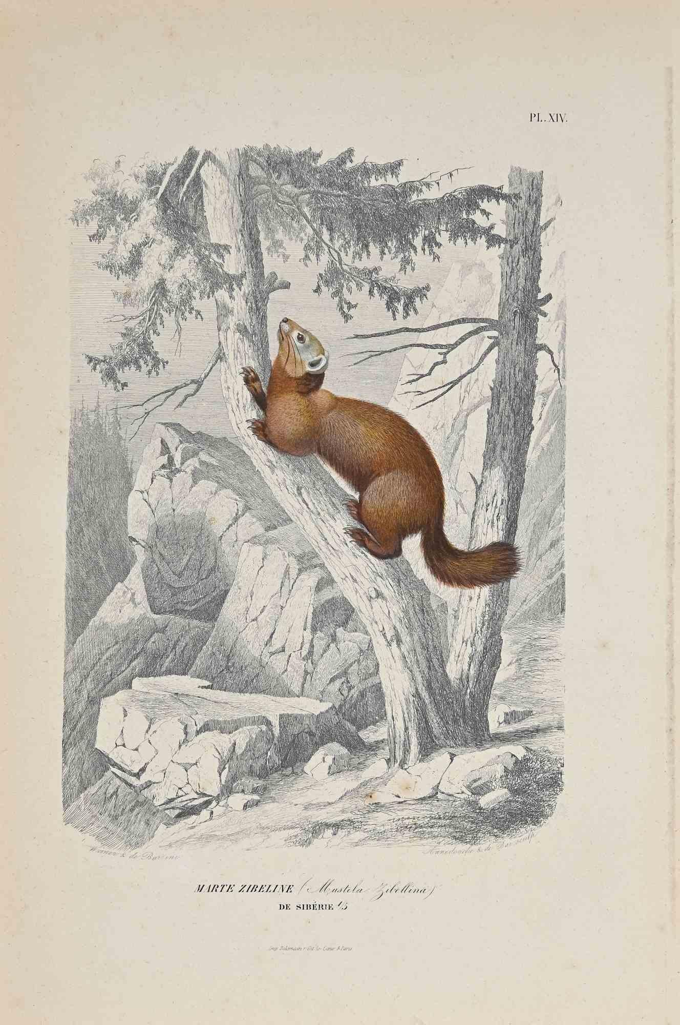 The Squirrel is an original colored lithograph with stencil on ivory-colored paper, realized by Paul Gervais (1816-1879). The artwork is from The Series of "Les Trois Règnes de la Nature", and was published in 1854.

Good conditions.

Titled on the