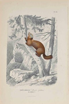 Antique The Squirrel - Original Lithograph by Paul Gervais - 1854