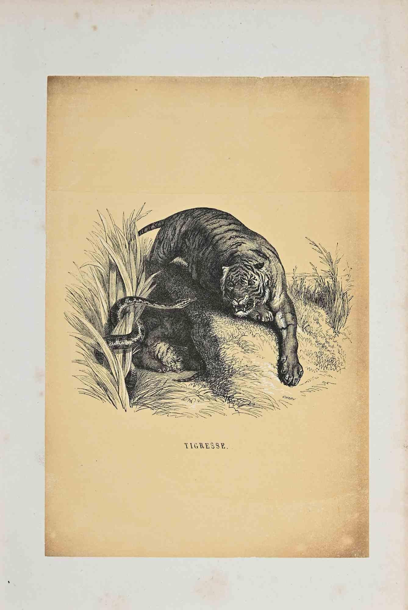 The Tiger is an original lithograph on ivory-colored paper, realized by Paul Gervais (1816-1879). The artwork is from The Series of "Les Trois Règnes de la Nature", and was published in 1854.

Good conditions with minor foxing on the frame.

Titled