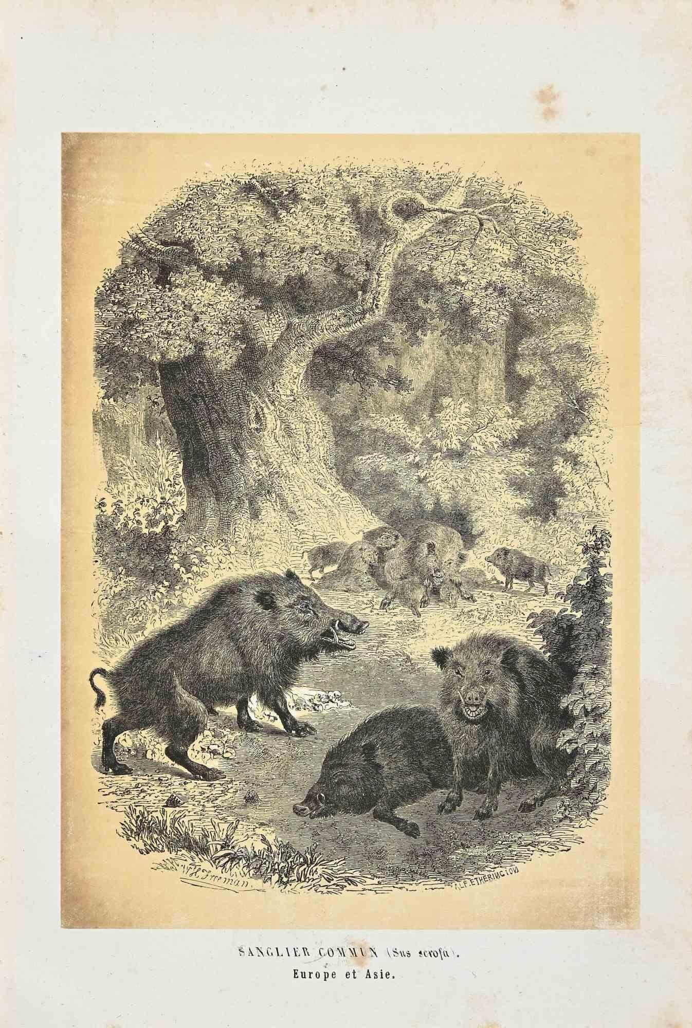 Wild Boar is an original lithograph on ivory-colored paper, realized by Paul Gervais (1816-1879). The artwork is from The Series of "Les Trois Règnes de la Nature", and was published in 1854.

Good conditions except for some foxings.

Titled on the