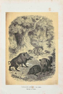 Wild Boar - Original Lithograph by Paul Gervais - 1854