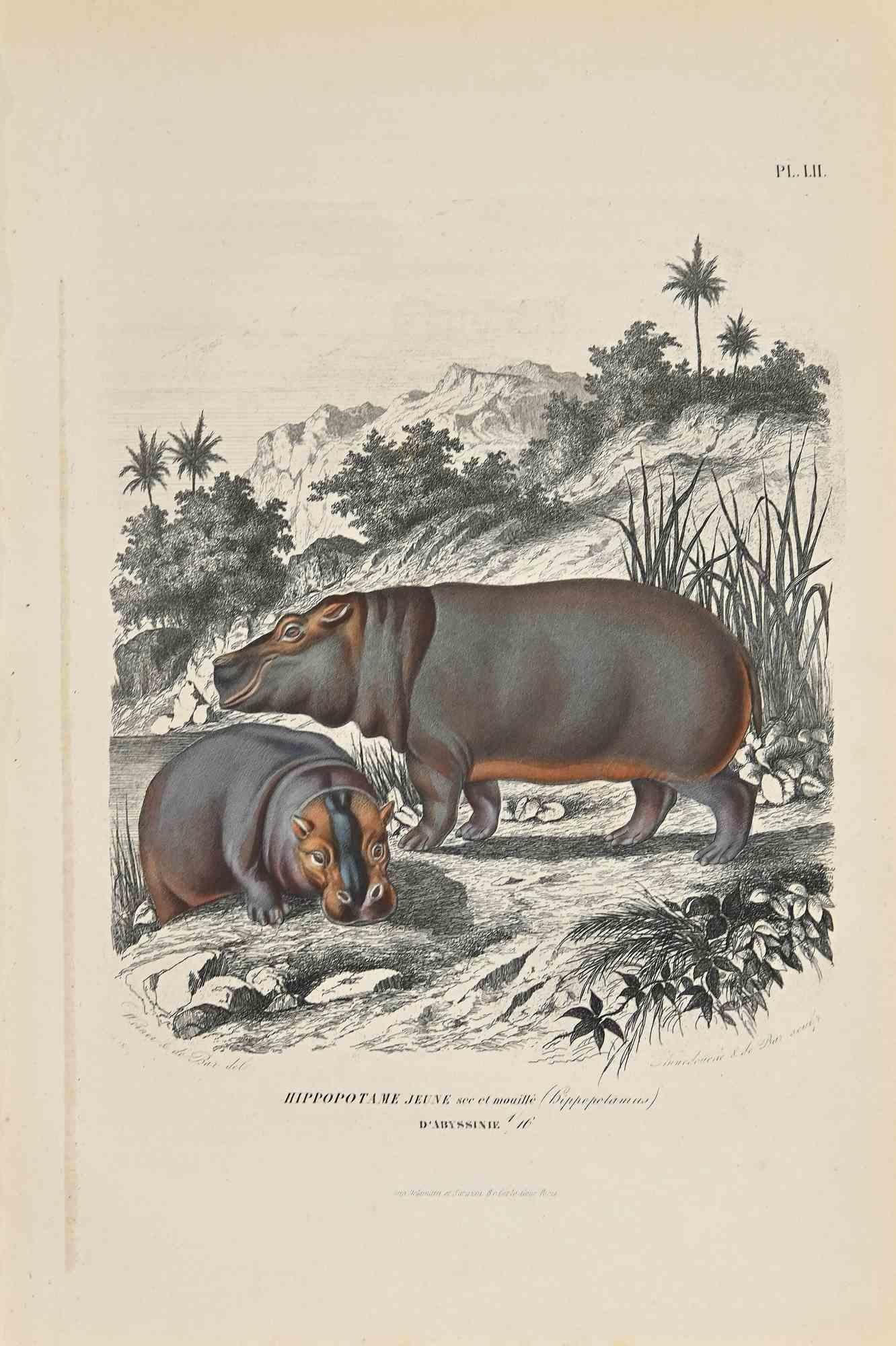 Junges Nilpferd ist eine Originallithographie mit Schablone auf elfenbeinfarbenem Papier, realisiert von Paul Gervais (1816-1879). Das Kunstwerk stammt aus der Serie "Les Trois Règnes de la Nature" und wurde 1854 veröffentlicht.

Gute