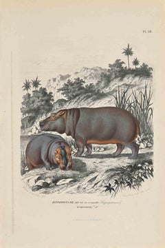 Jeune Hippopotamus - Lithographie originale de Paul Gervais - 1854