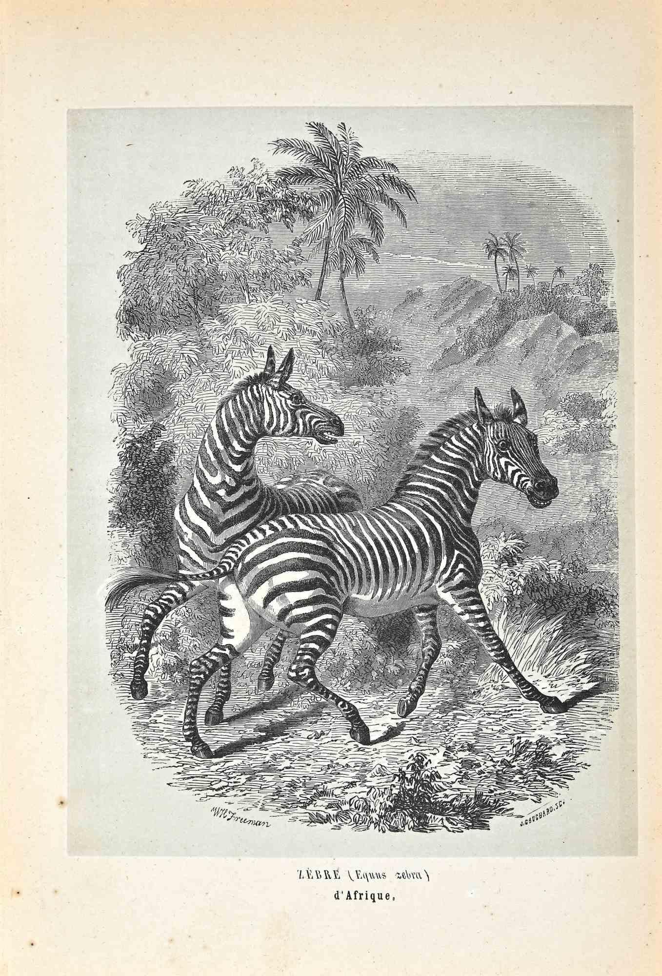Zebra is an original lithograph on ivory-colored paper, realized by Paul Gervais (1816-1879). The artwork is from The Series of "Les Trois Règnes de la Nature", and was published in 1854.

Good conditions except for some foxings.

Titled on the