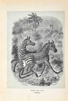 Zebra - Lithographie originale de Paul Gervais - 1854