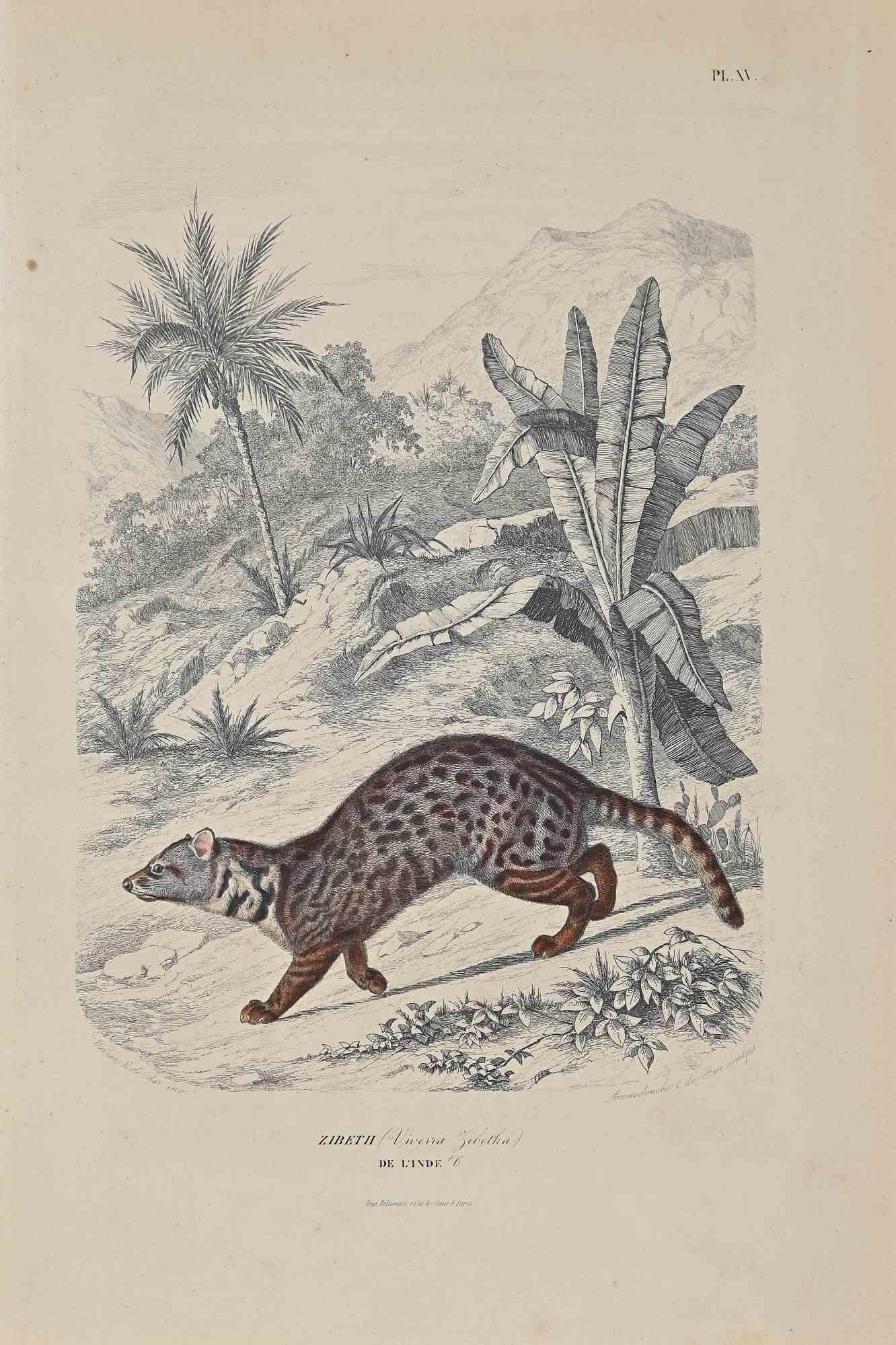 Zibeth est une lithographie originale sur papier couleur ivoire, réalisée par Paul Gervais (1816-1879). L'œuvre est tirée de la série "Les Trois Règnes de la Nature", et a été publiée en 1854.

Bonnes conditions à l'exception de quelques