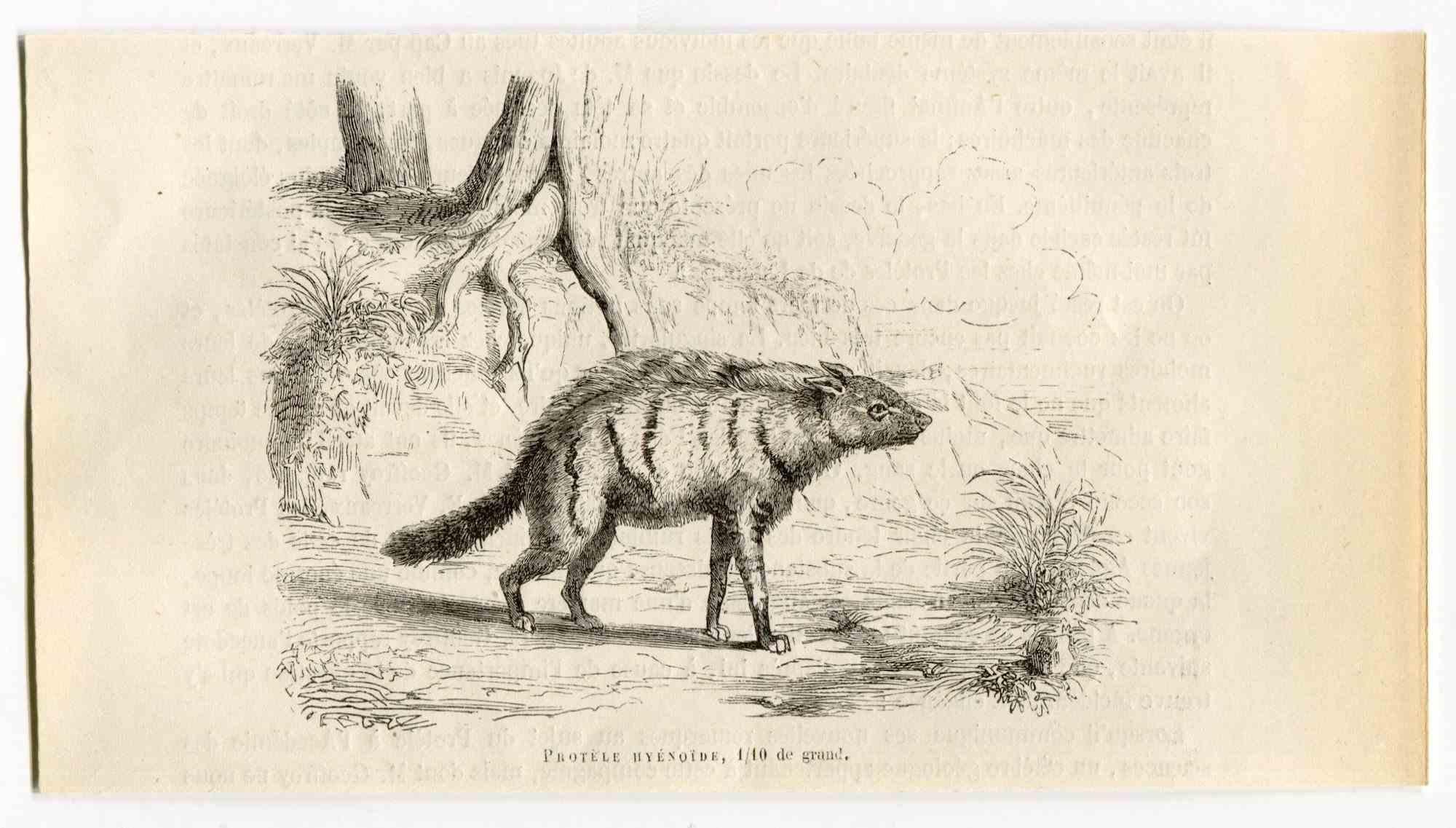 Aardwolf - Lithograph by Paul Gervais - 1854