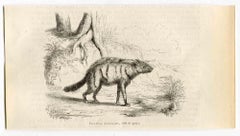 Aardwolf - Lithograph by Paul Gervais - 1854