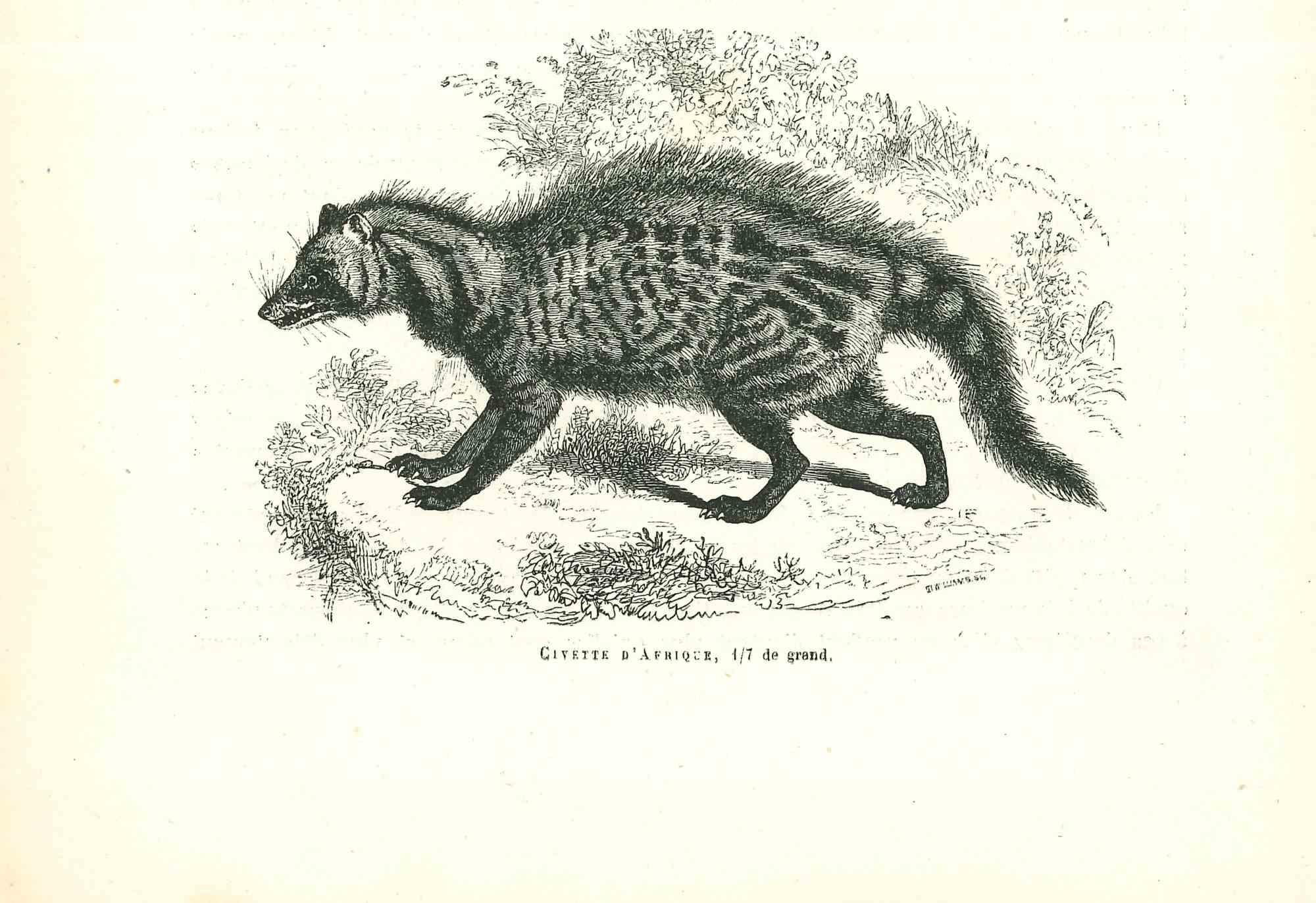 african civet for sale