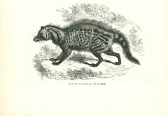 Civet africain - Lithographie originale de Paul Gervais - 1854