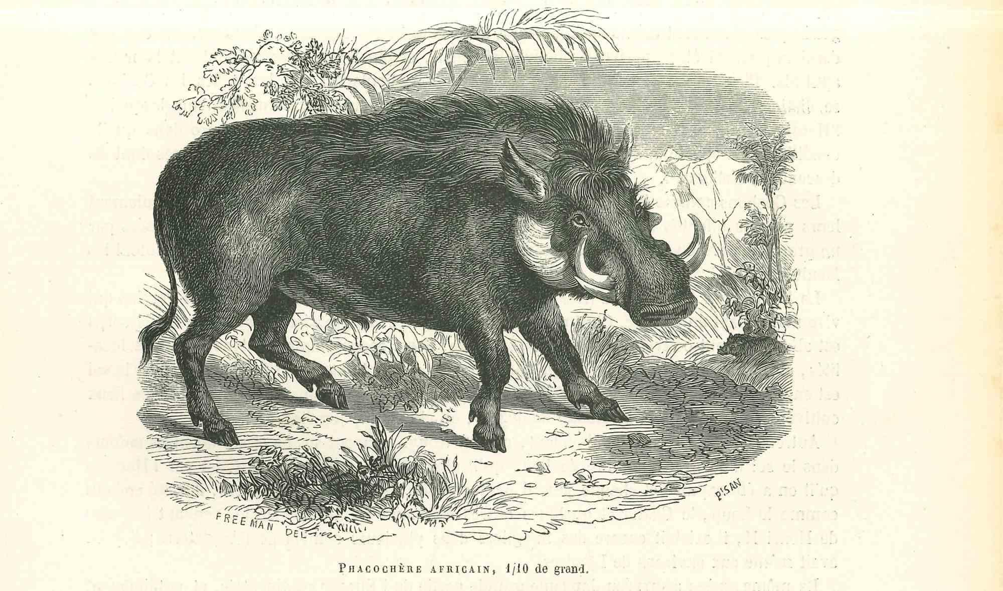 Warthog africain - Lithographie de Paul Gervais - 1854