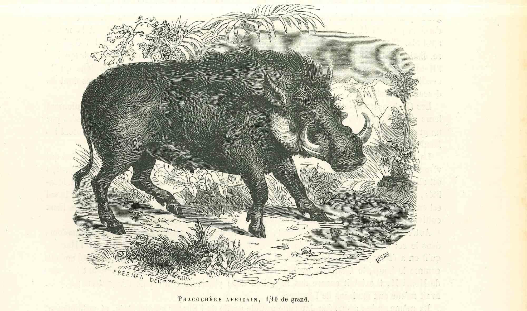African Warthog è una litografia originale su carta color avorio, realizzata da Paul Gervais (1816-1879). L'opera è tratta dalla serie "Les Trois Règnes de la Nature" ed è stata pubblicata nel 1854.

Buone condizioni.

Titolato in basso. Con le note