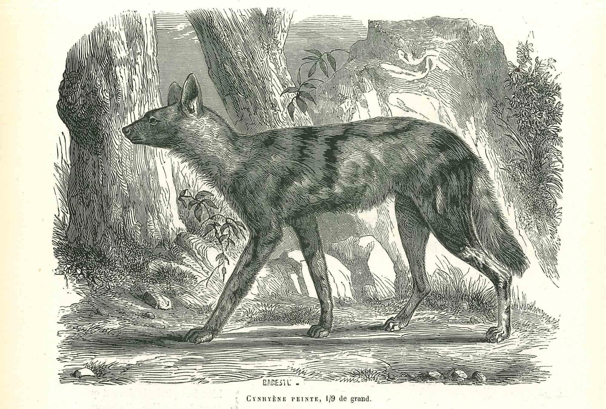 African Wild Dog is an original lithograph on ivory-colored paper, realized by Paul Gervais (1816-1879). The artwork is from The Series of "Les Trois Règnes de la Nature", and was published in 1854.

Good conditions.

Titled on the lower. With the