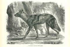 Lithographie originale de Paul Gervais représentant un chien africain sauvage - 1854