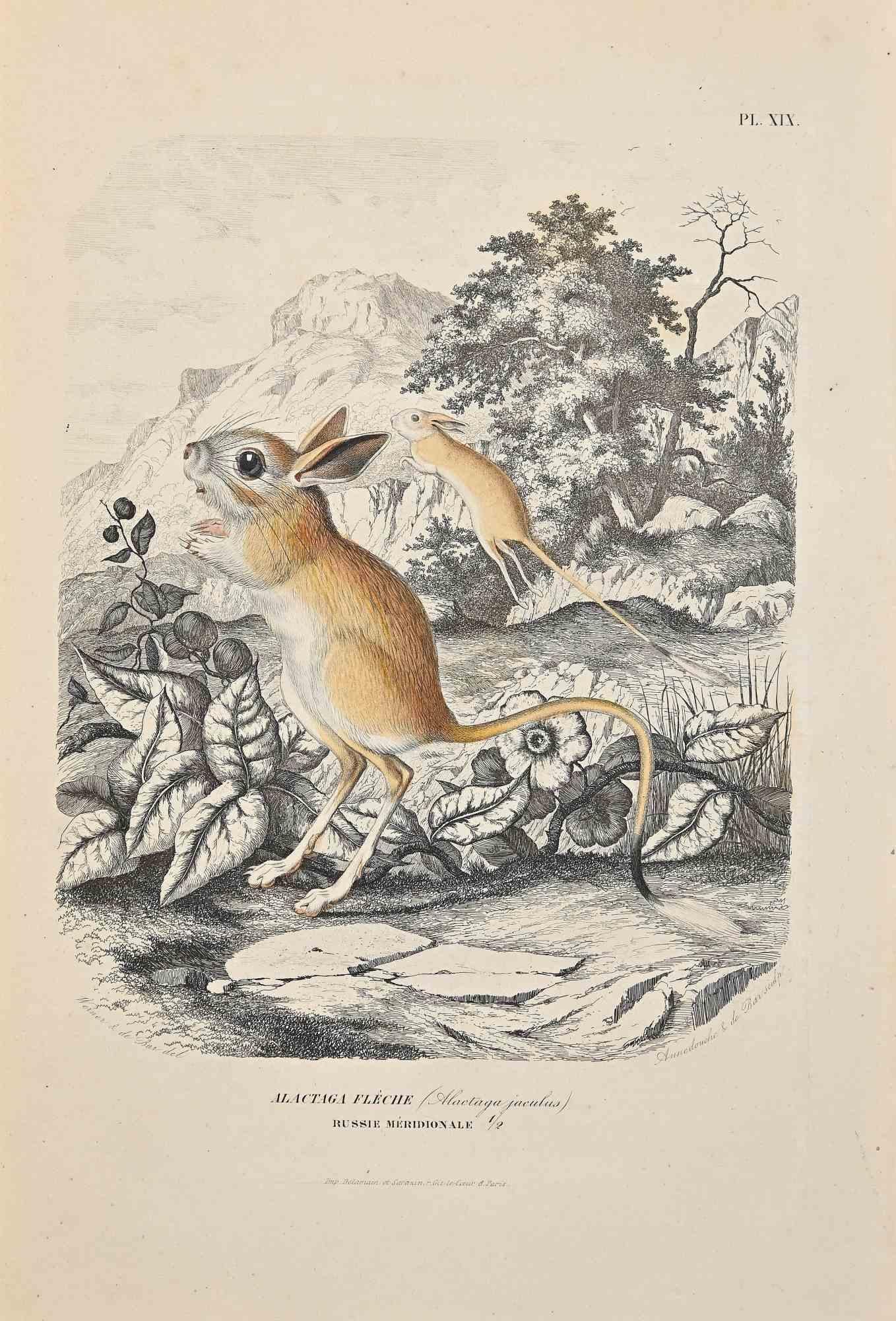 Alactaga Flèche is an original colored lithograph on ivory-colored paper, realized by Paul Gervais (1816-1879). The artwork is from The Series of "Les Trois Règnes de la Nature", and was published in 1854.

Good conditions.

Titled on the