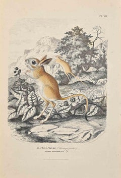 Alactaga Flche – Originallithographie von Paul Gervais – 1854