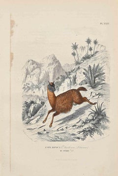 Alpaca - Original Lithograph by Paul Gervais - 1854