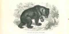 Alpine Bear - Original Lithograph by Paul Gervais - 1854