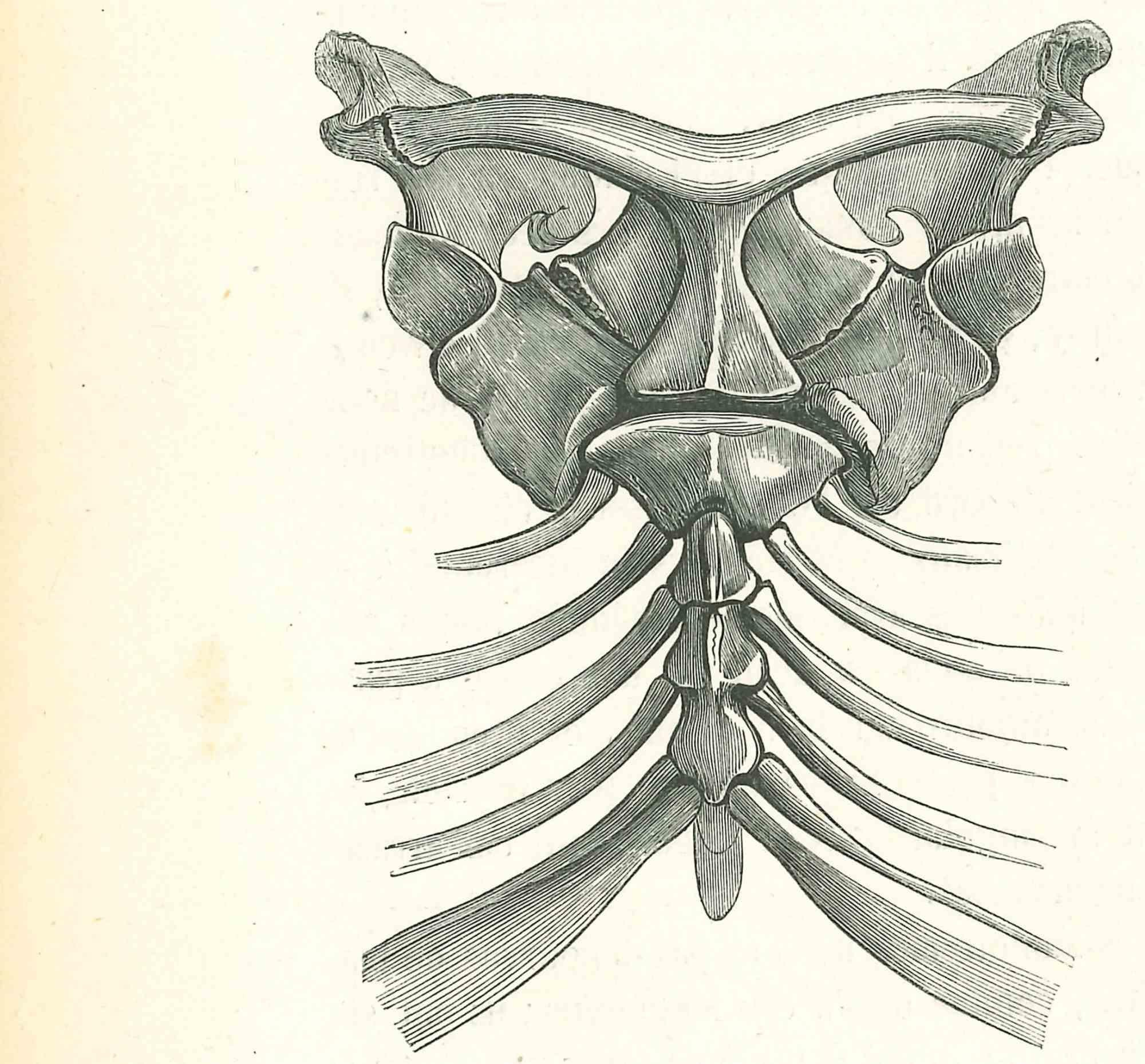 Dibujo Impresiones y múltiplos