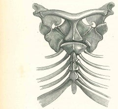 Tierskelett - Lithographie von Paul Gervais - 1854