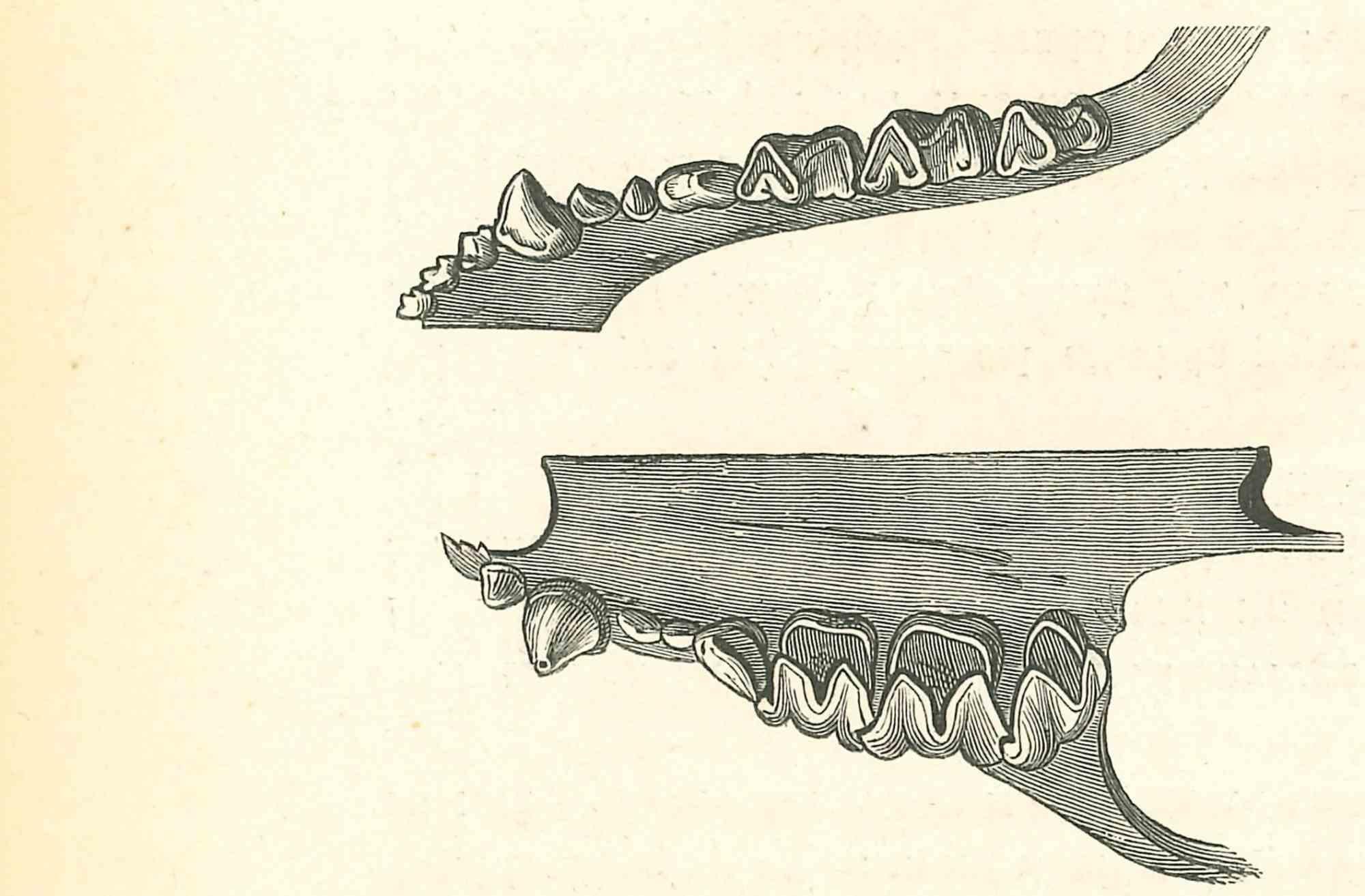 Dientes de animal - Litografía de Paul Gervais - 1854