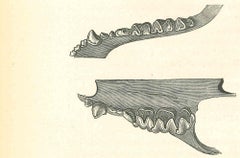 Tierzähne - Lithographie von Paul Gervais - 1854