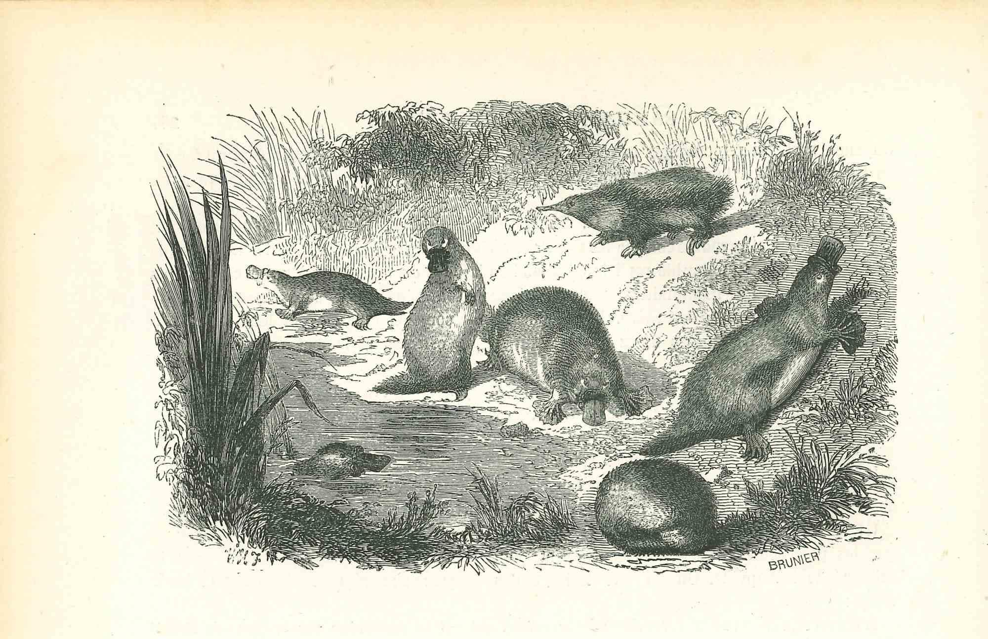 Animals On The Shore is an original lithograph on ivory-colored paper, realized by Paul Gervais (1816-1879). The artwork is from The Series of "Les Trois Règnes de la Nature", and was published in 1854.

Good conditions.

Titled on the lower. With