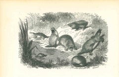 Animals On The Shore - Original Lithograph by Paul Gervais - 1854