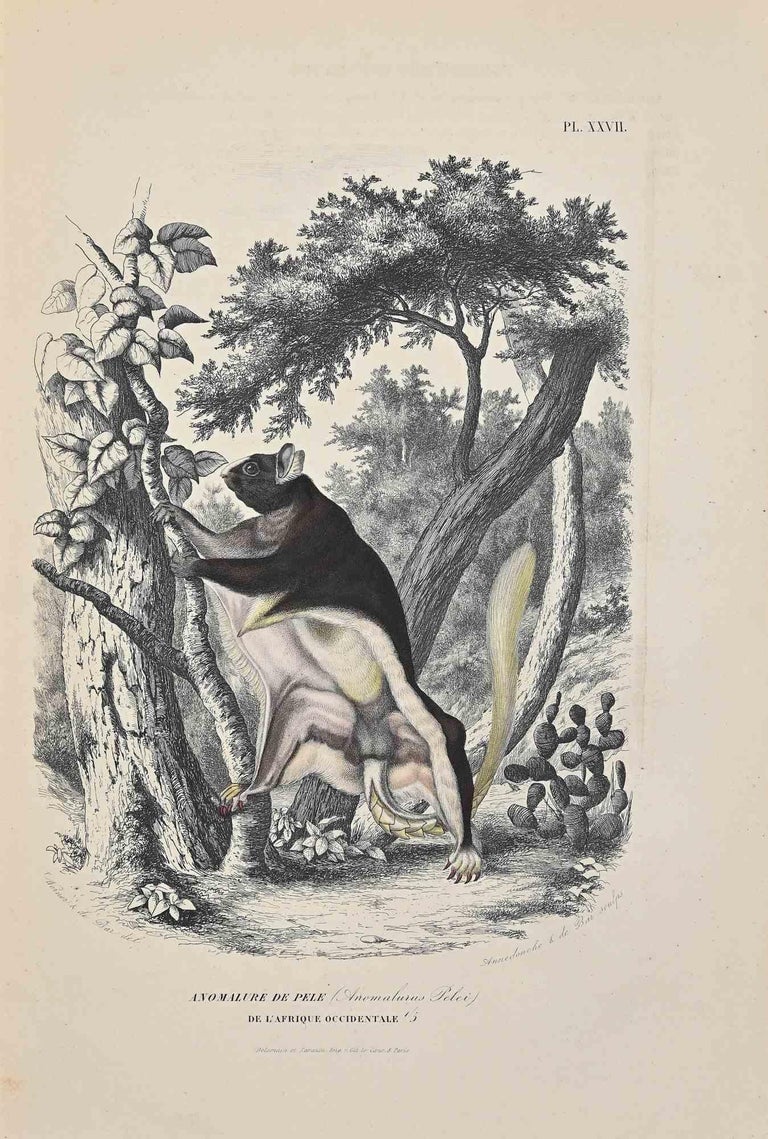 Paul Gervais - Anomalure De Pelé - Original Lithograph by Paul Gervais ...
