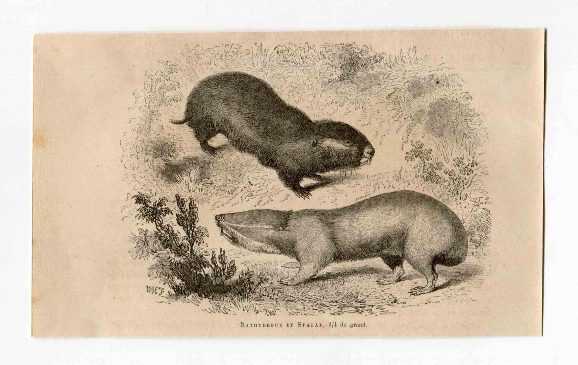 Bathyergue is an original lithograph on ivory-colored paper, realized by Paul Gervais (1816-1879). The artwork is from The Series of "Les Trois Règnes de la Nature", and was published in 1854.

Good conditions.

Titled on the lower. With the notes