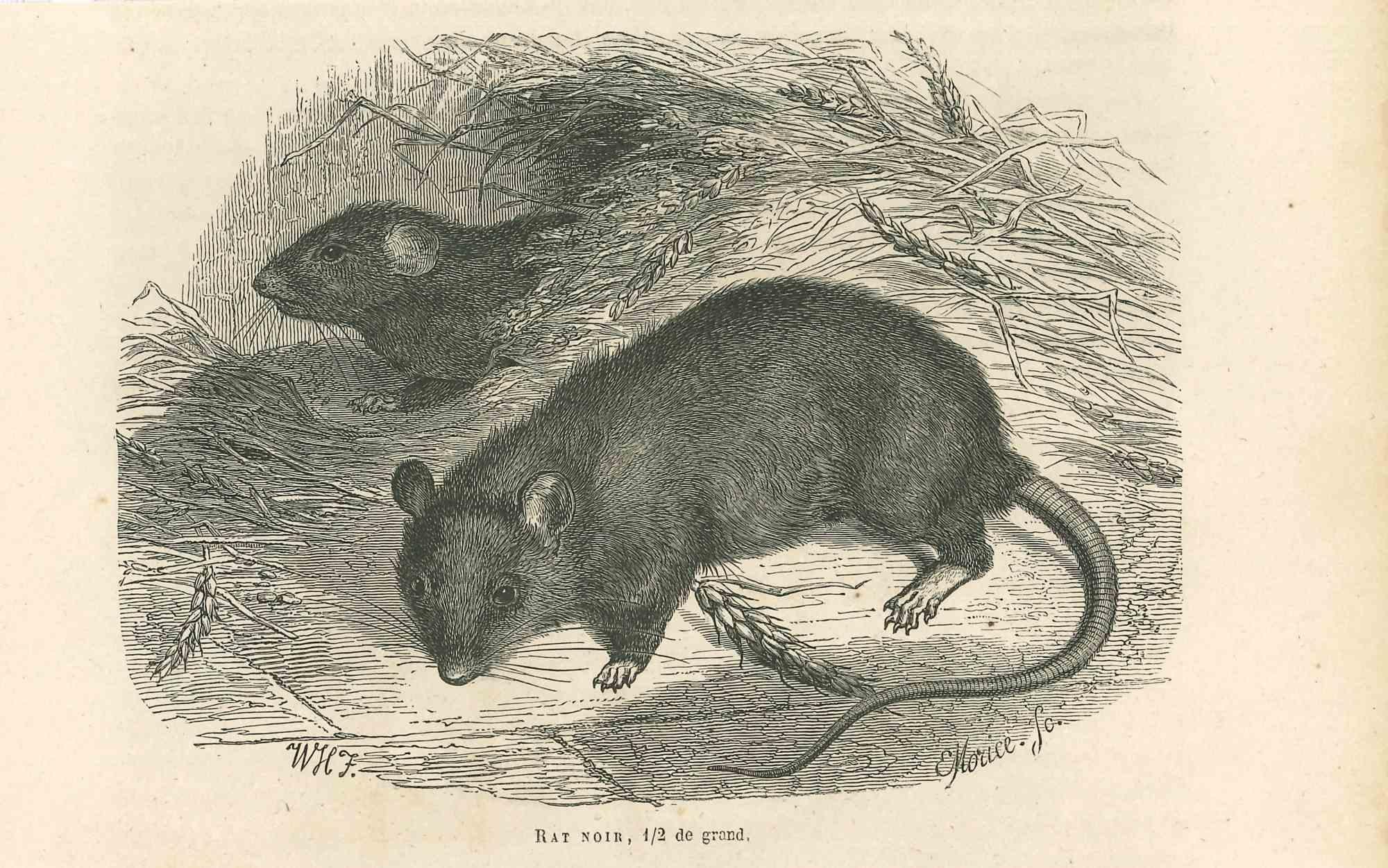 Black Rat is an original lithograph on ivory-colored paper, realized by Paul Gervais (1816-1879). The artwork is from The Series of "Les Trois Règnes de la Nature", and was published in 1854.

Good conditions.

Titled on the lower. With the notes on