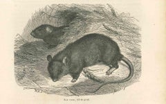 Black Rat - Original Lithograph by Paul Gervais - 1854